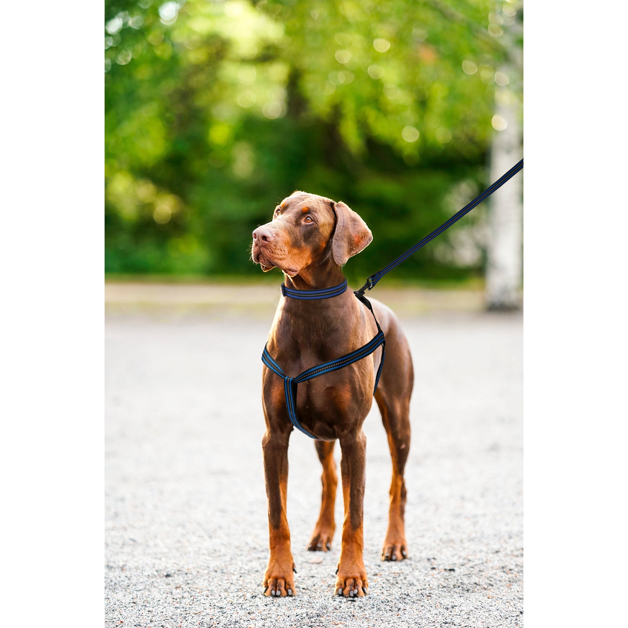 Mile High Life reflective dog collar leash and harness combo set, main product photo