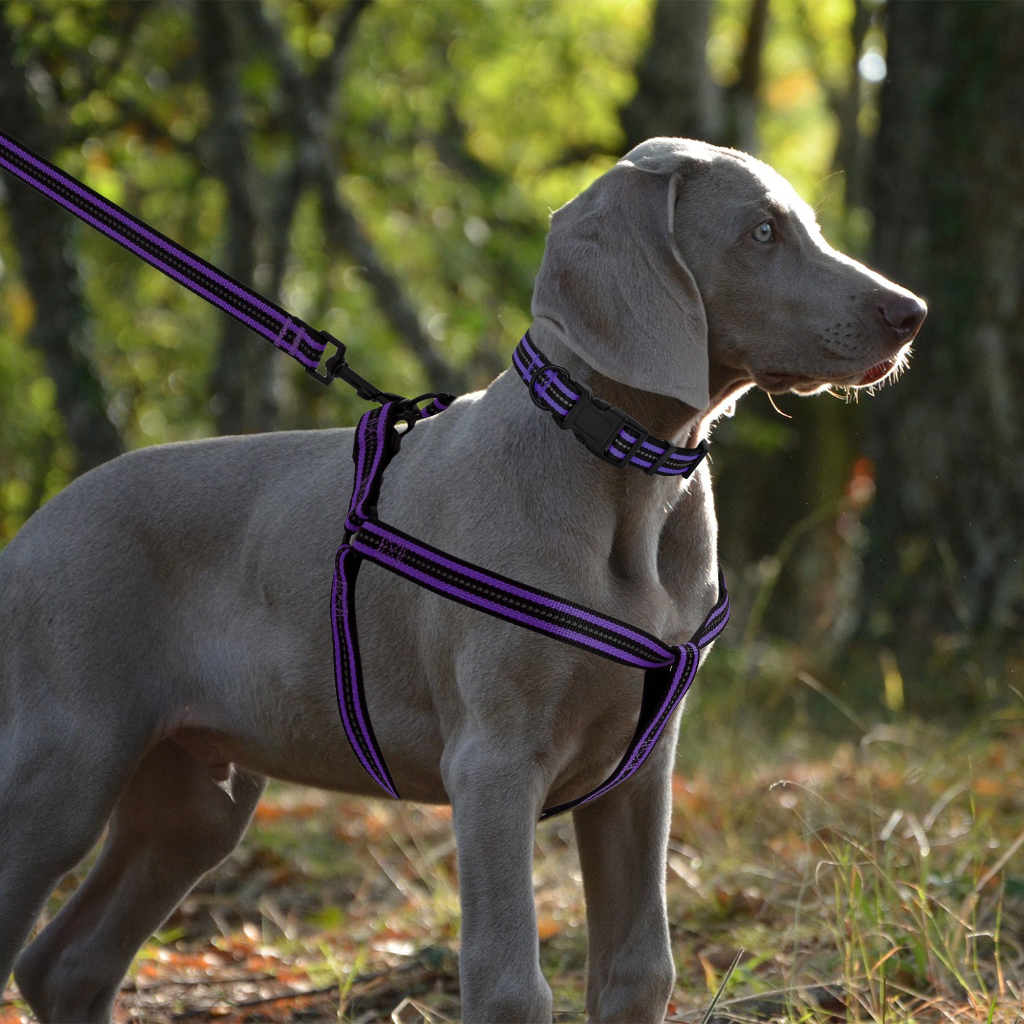 Mile High Life reflective dog collar leash and harness combo set — view 4