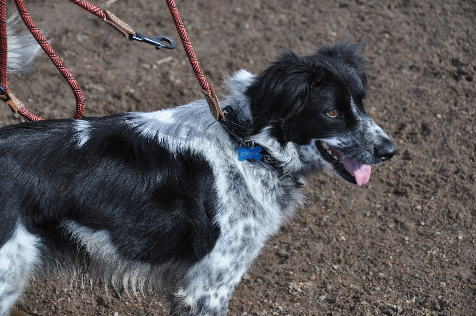 Pick a Leash for Your Dog
